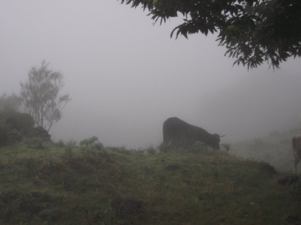 fugio Pirao-20101010 001